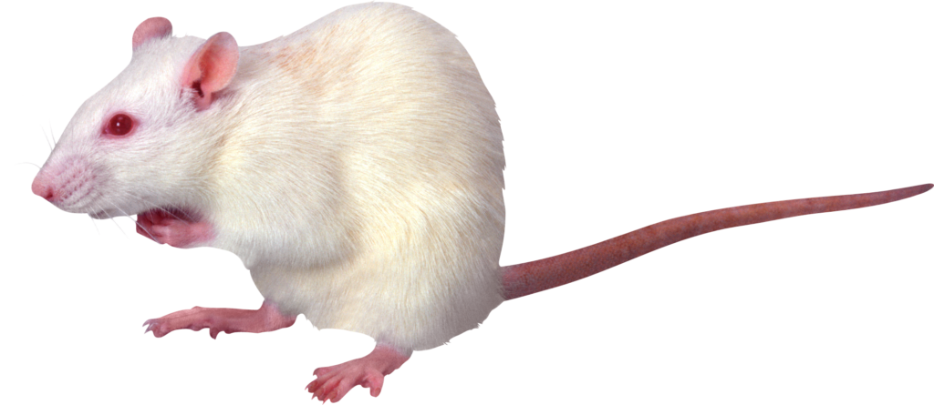 rats-png-hd-mouse-rat-png-image-2101